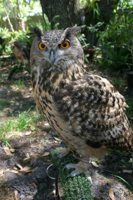 Eurasion Eagle Owl