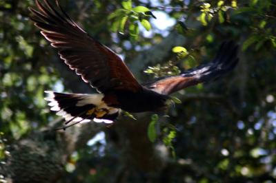 Harris Hawk