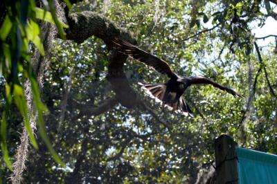 Harris Hawk