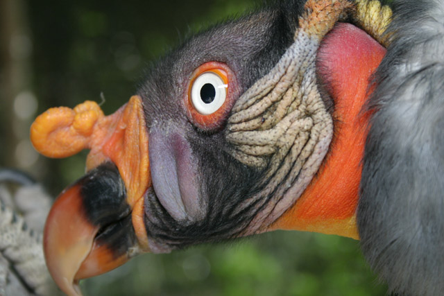 King Vulture