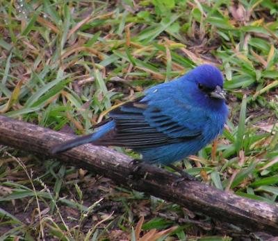 04-07-04 indigo bunting1.jpg