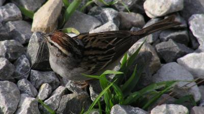 04-05-04 chipping sparrow w-hair.jpg