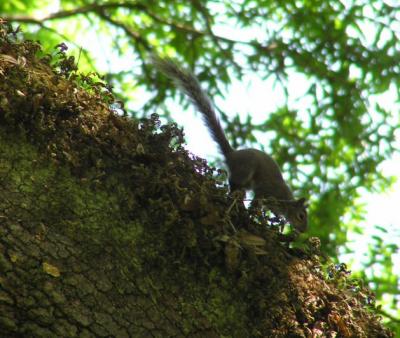 04-10-04 dads squirrel1.jpg