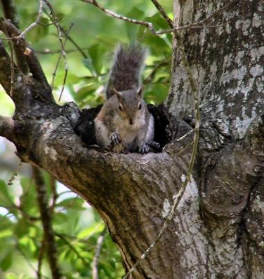 04-10-04 dads squirrel.jpg