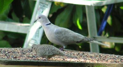 04-16-04 lifer inca dove.jpg