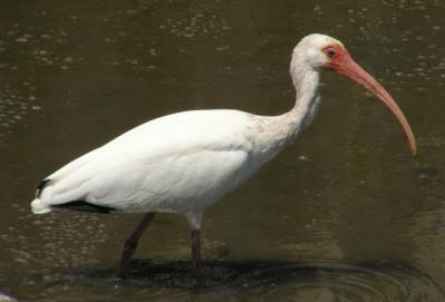 white_ibis