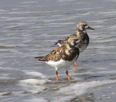 04-17-04 ruddy turnstones.jpg