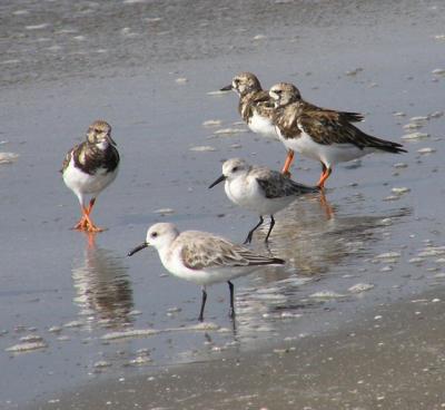 04-17-04 turnstones and sanderling.jpg