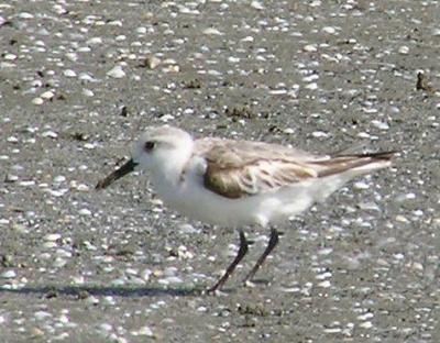 04-17-04 sanderling.jpg
