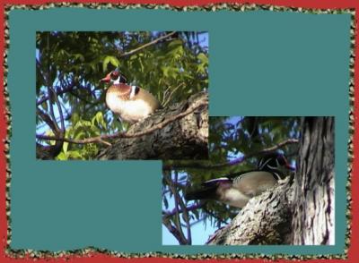 u43/tiffh/medium/33595811.donaldduck.jpg