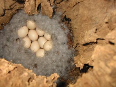 duck eggs1.jpg