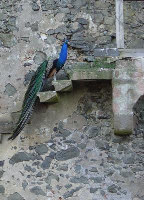 Ronneburg - keeping watch