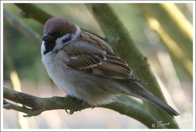 Tree Sparrow/Ringmus