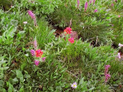 Wildflowers