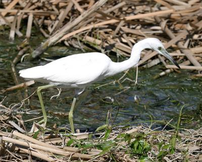 Little Blue Heron - Egretta caerulea (immature)