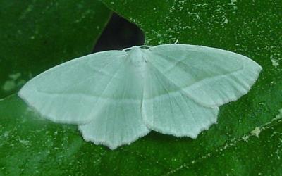 6796-Pale Beauty Moth -- Campaea perlata