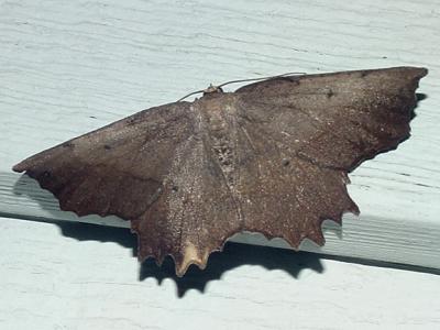 6726 -- Obtuse Euchlaena Moth -- E. obtusaria/muzaria