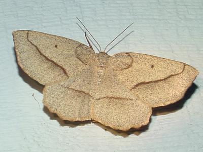  6739 -- Least-marked Euchlaena Moth -- Euchlaena irraria