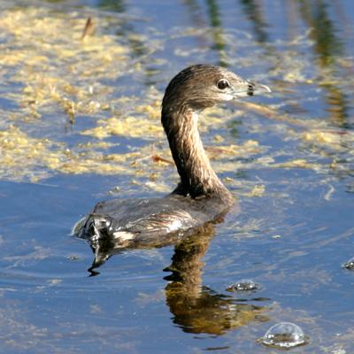 Pied-billed Grebe - Podilymbus podiceps