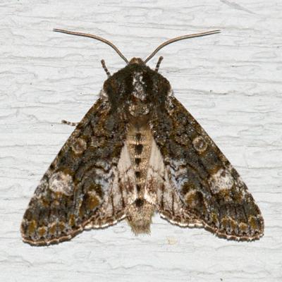 10021 -- Grote's Sallow Moth -- Copivaleria grotei