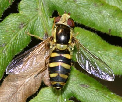 Epistrophella emarginata (female)