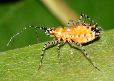 Pselliopus sp. nymph