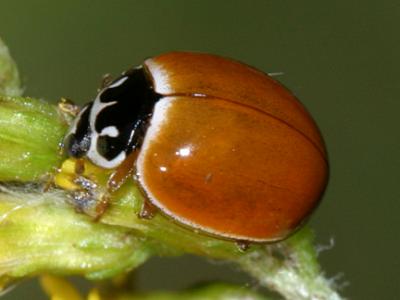 Polished Lady Beetle - Cycloneda munda