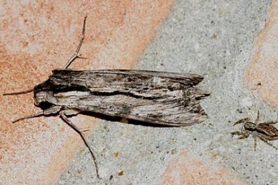 7837 -- Obscure Sphinx Moth -- Erinnyis obscura
