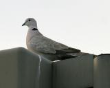 Eurasian Collared Dove - Streptopelia decaocto