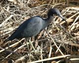 Little Blue Heron - Egretta caerulea