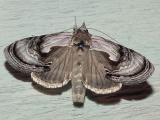 8904 -- Formosa Looper Moth -- Chrysanympha formosa