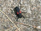 Purpuricenus humeralis