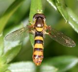 Sphaerophoria sp. (male)