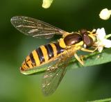 Sphaerophoria sp. (female)