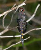 Black Saddlebags - Tramea lacerata