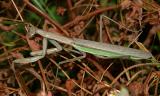 Chinese Mantid - Tenodera aridifolia