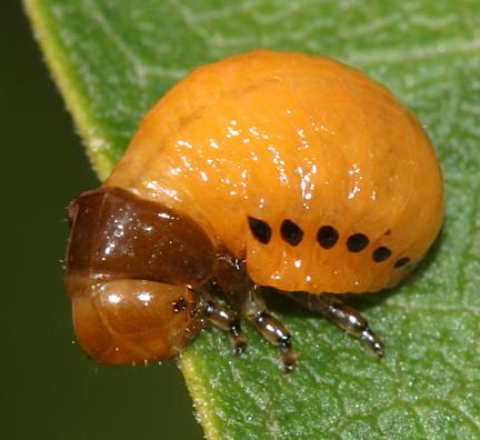 Swamp Milkweed Leaf Beatle - Labidomera clivicollis larva