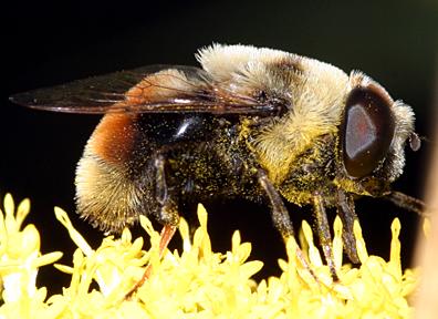 Eristalis flavipes (male)