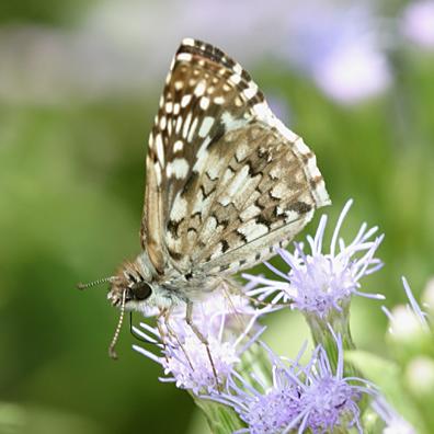 Tropical Checkered-Skipper - Pyrgus oileus