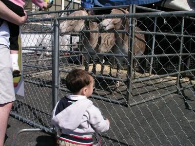 u43/todd1/medium/28082998.Picture088.jpg