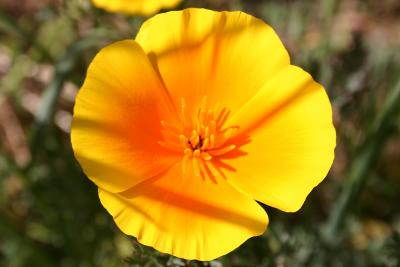 April 24th - California Poppy