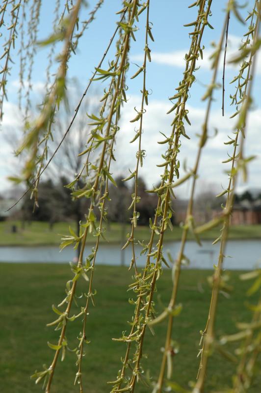 willow branches