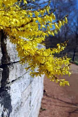 forsythia wall
