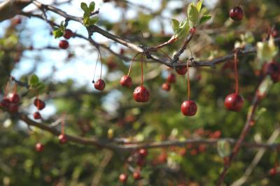 crabapple