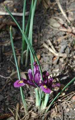 iris reticulata