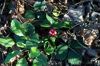 strawberry blossom