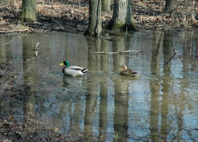 a pair of quackers