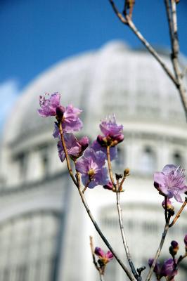blossoms and b'hai
