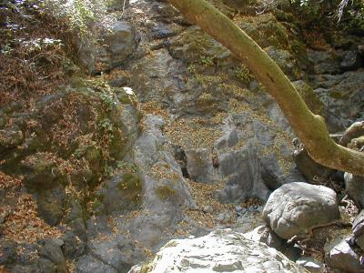 the cascade
