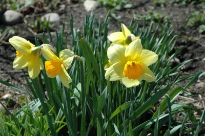 daffodils